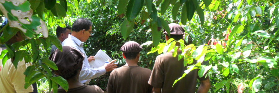 11+ Dalchini Tree In Marathi PNG